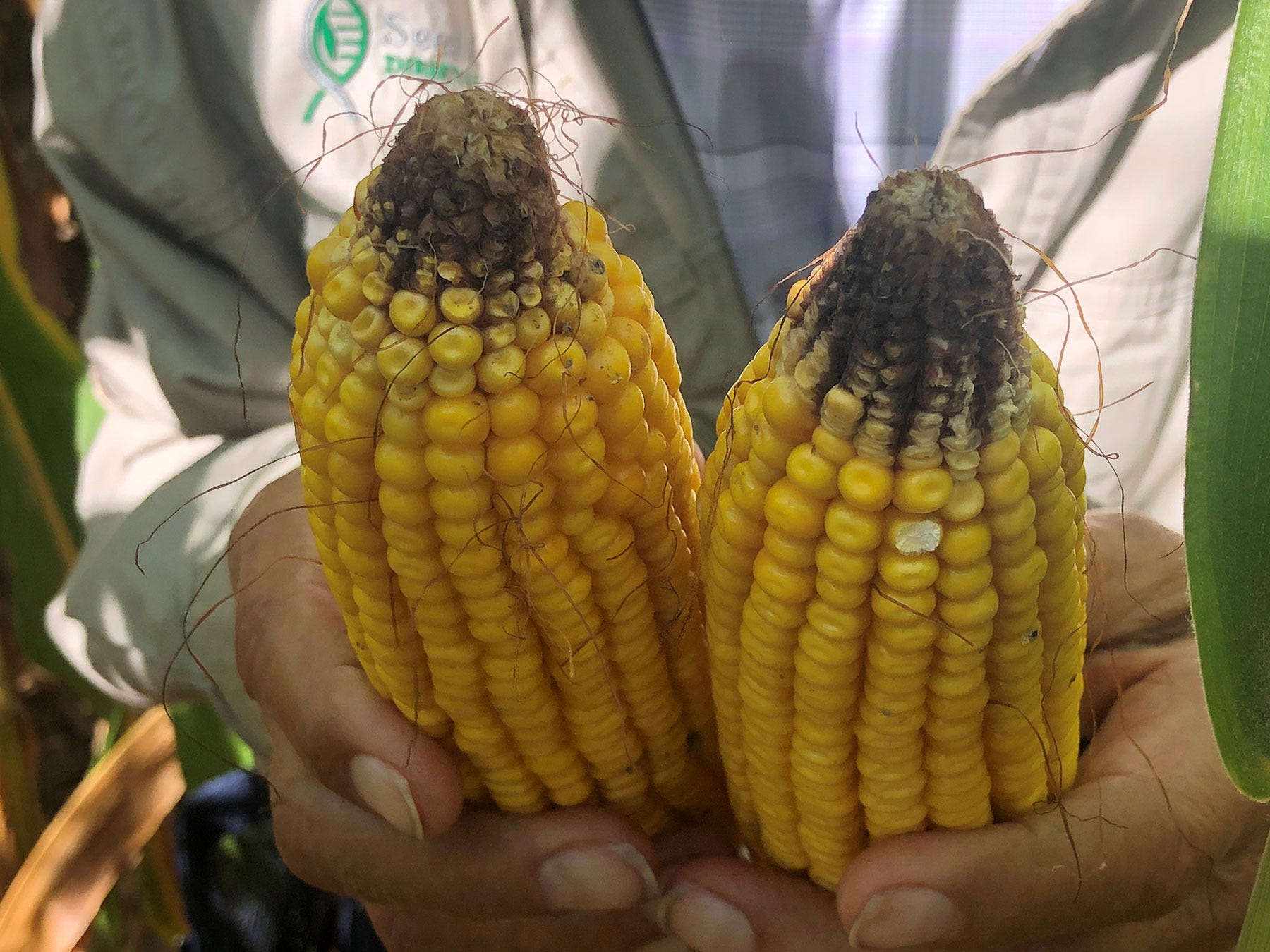 two shucked ears of corn with tips where kernels aborted