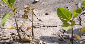 soybeans with soybean seedling disease