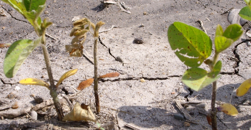 soybeans with soybean seedling disease soybeans with soybean seedling disease