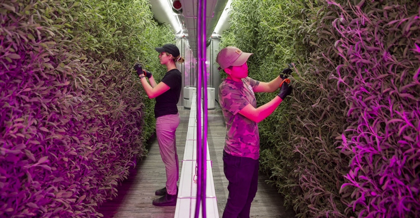 two women inside building where herbs are growing two women inside building where herbs are growing