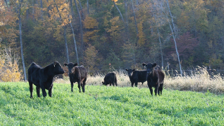 black beef calves grazing in a pasture
