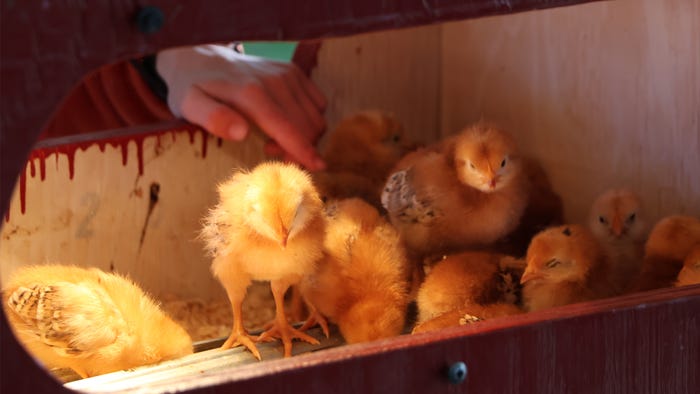 baby chicks being petted