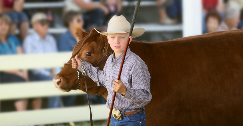 Boy showing a cow
