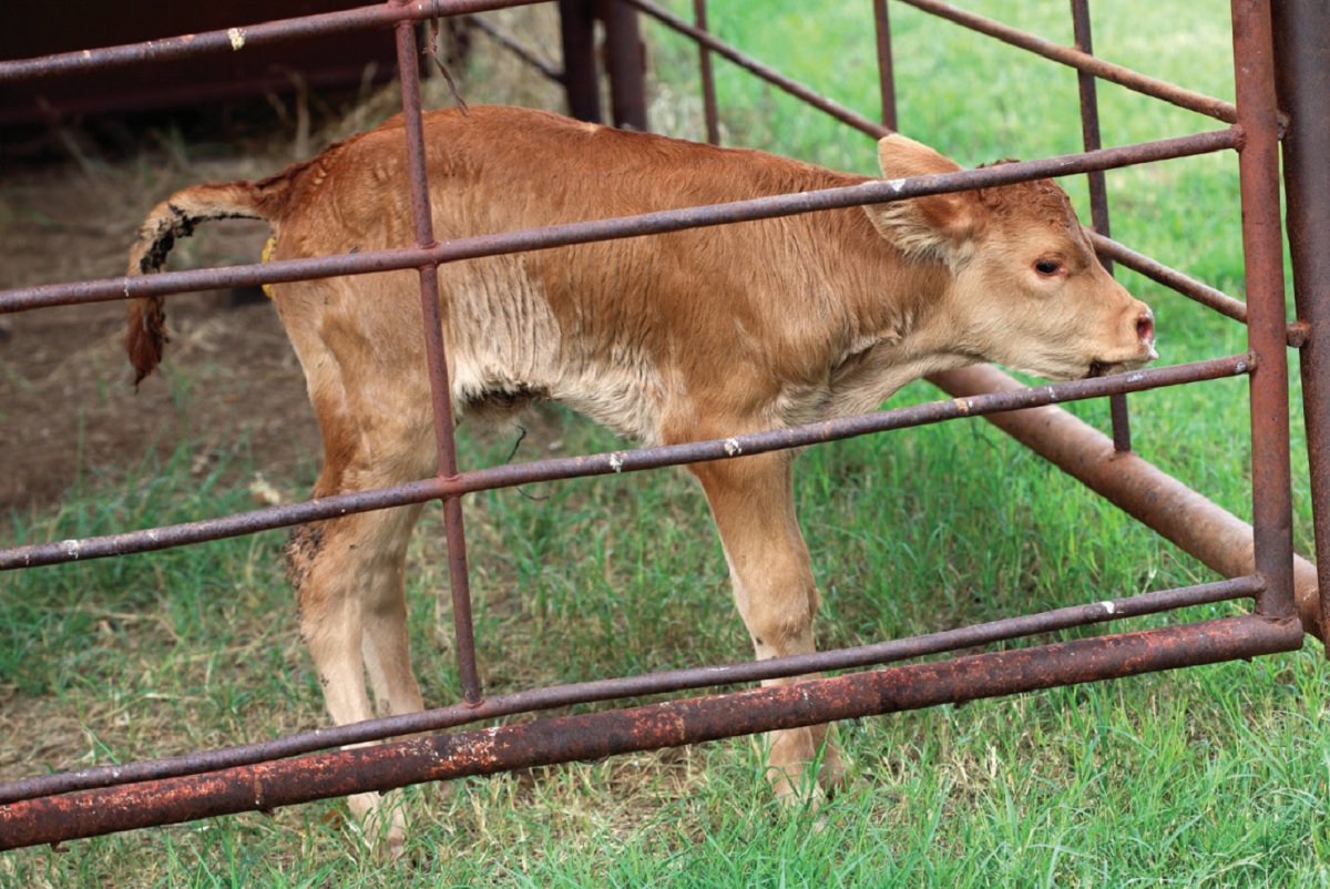 things-to-know-about-treating-calf-scours