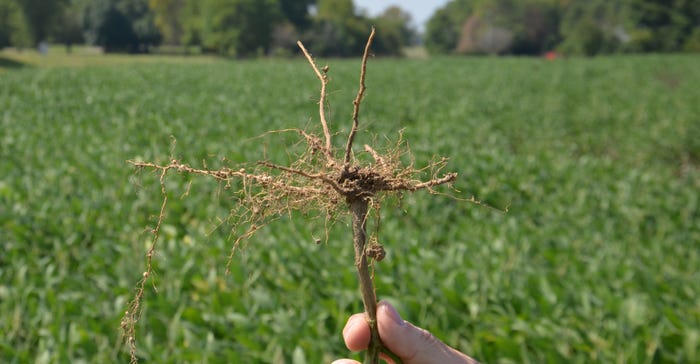 flat soybean roots