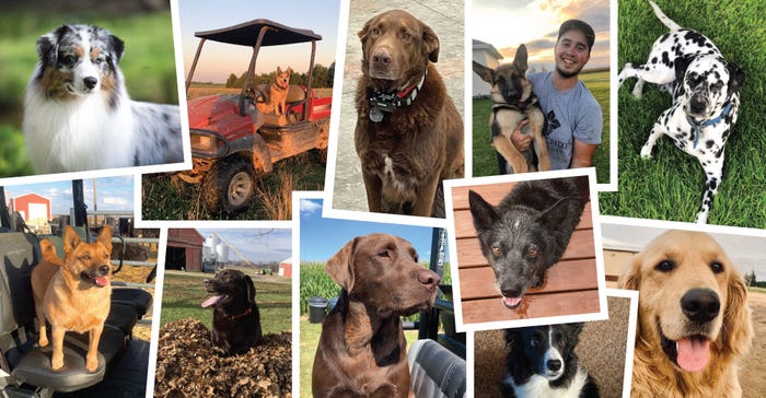 collage of 2022 favorite farm dog contest contestants