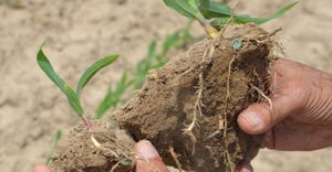 roots on various corn plants