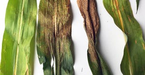tar spot on corn leaves