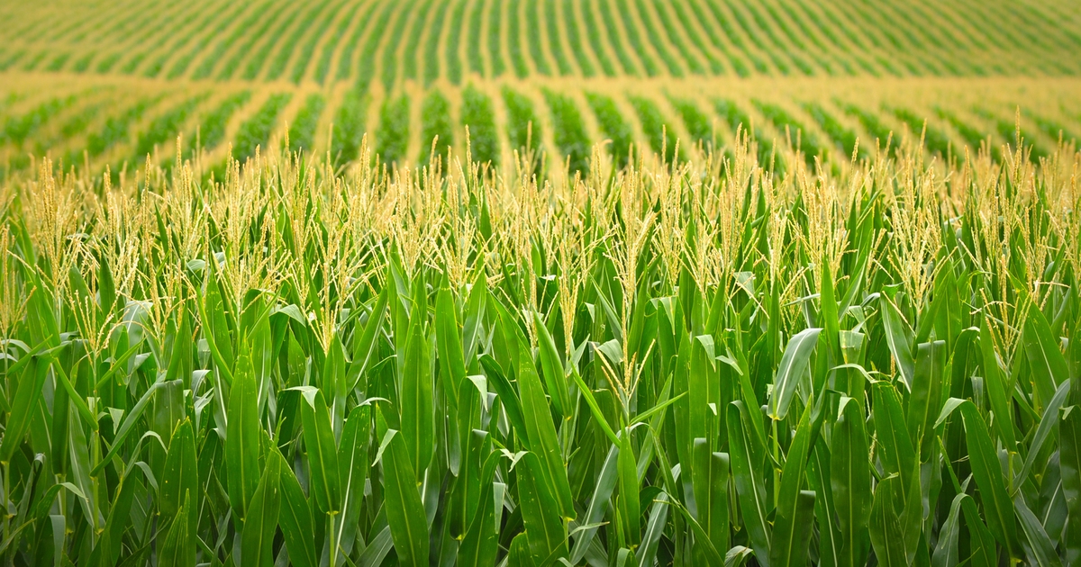 Plants need sulfur to complete their life cycle