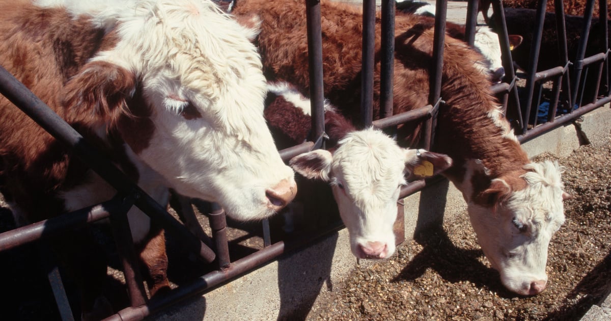 Is creep feeding right for your operation?