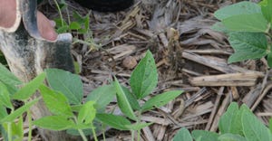 soybean plant infected with phytophthora root rot