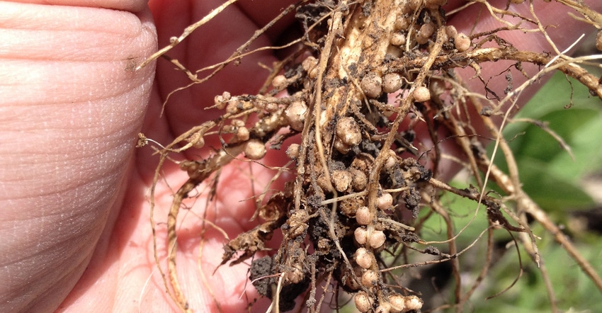 soybeans with rhizobium shown at the root hair level