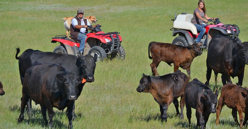 Troy Mills and Amanda Riter on ATVs moving cattle 