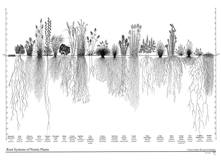 A black and white line illustration of various prairie plants and their roots
