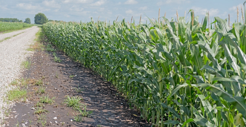 cornfield cornfield