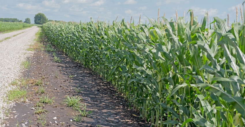 cornfield