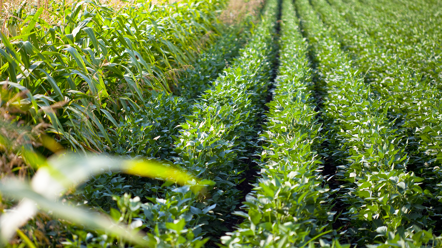 USDA August WASDE surprises with major acreage shift