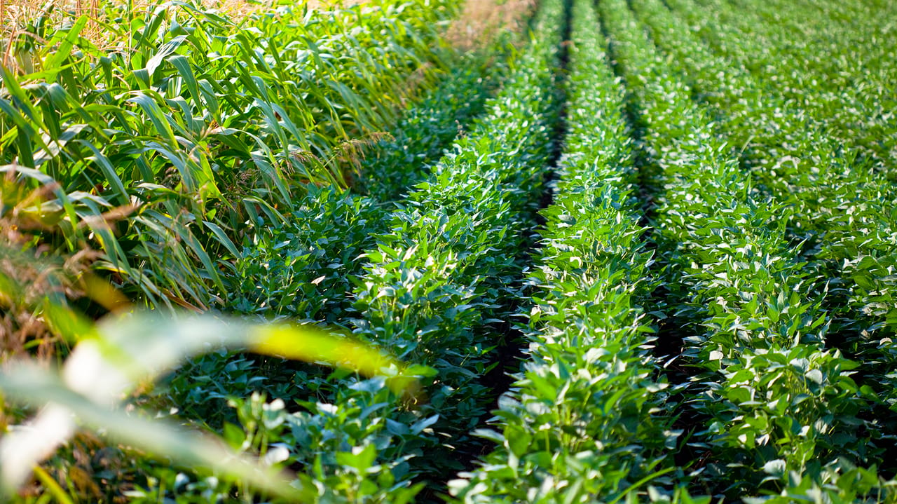 Aug Maize USDA August WASDE surprises with major acreage shift