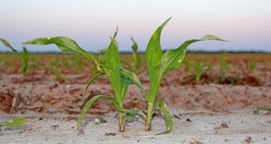 corn-seedlings-staff-dfp-3839.jpg