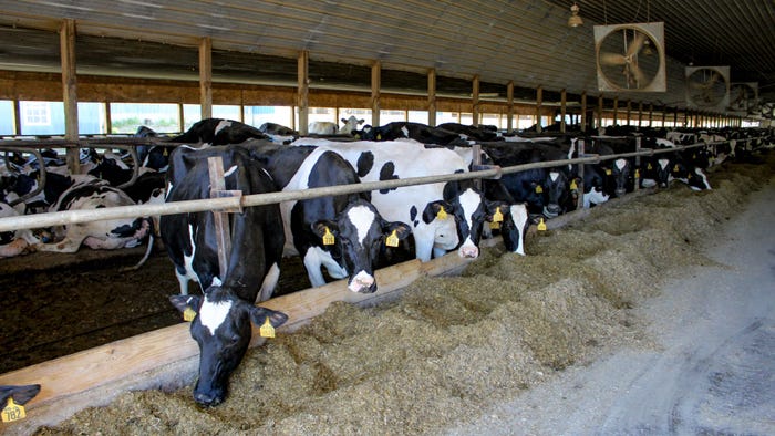 cows eating feed in barn