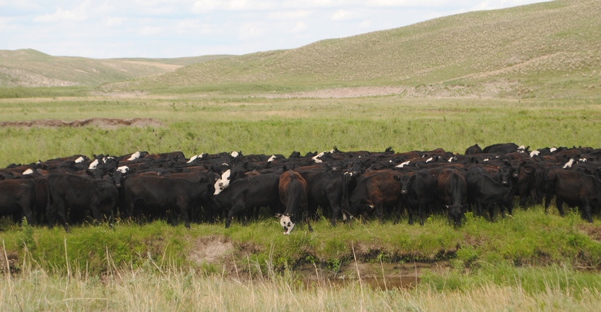 Cattle grazing