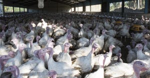flock of turkeys in barn