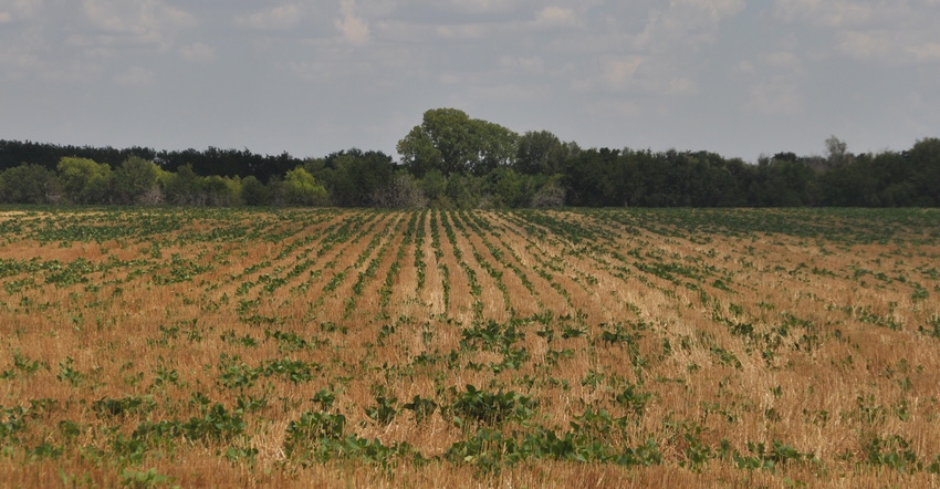 Soybeans in field