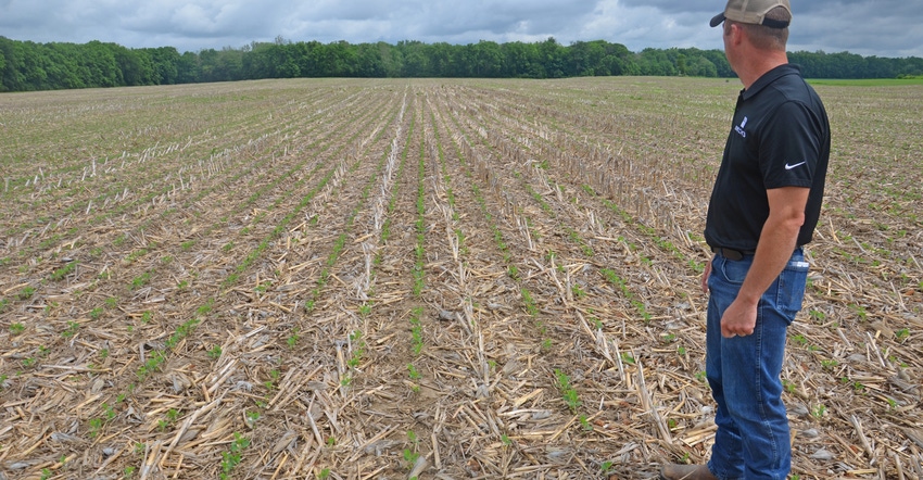 Steve Gauck looks at young soybean field