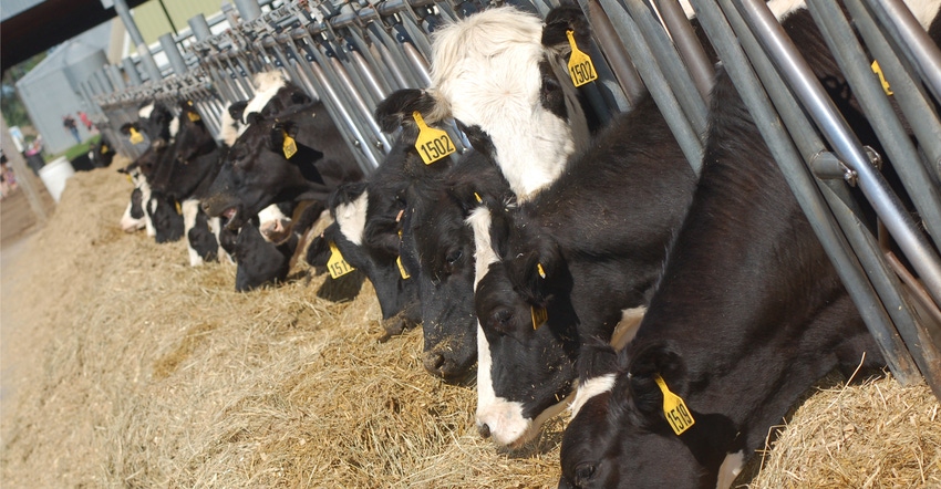 dairy cows at feedbunk