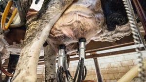 Cow being milked in a barn