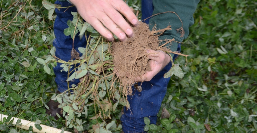 hands holding uprooted red clover