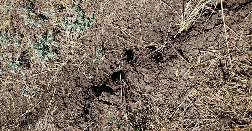 swfp-shelley-huguley-drought-crack.jpg swfp-shelley-huguley-drought-crack.jpg