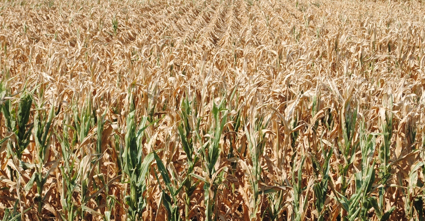 Drought stricken corn field