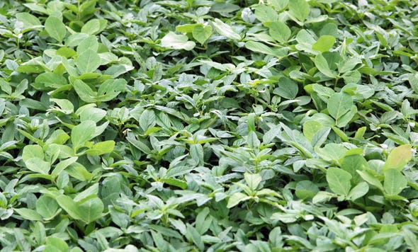 Herbicide-resistant-waterhemp-Iowa-State-University