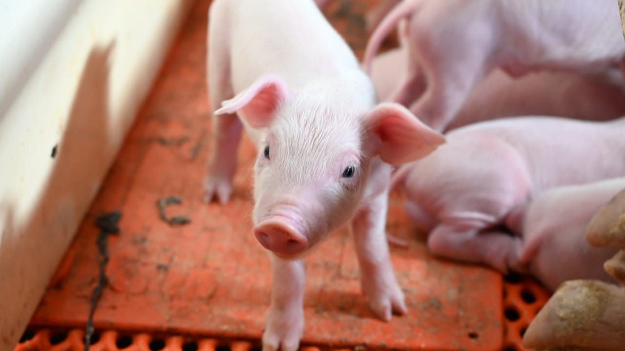 Feral hogs: how quickly can they reproduce?