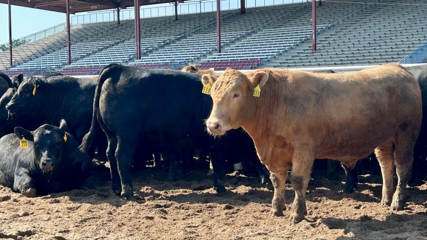 Cattle in stadium field Cattle in stadium field