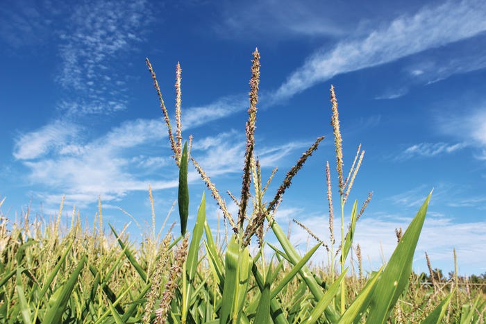 Corn-Tasseling-corn-delta-robb.jpg