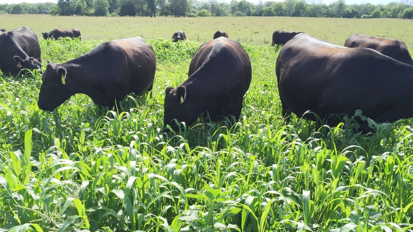 Cattle grazing a cover crop field