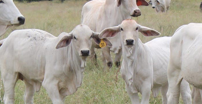 Brahman calves