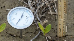 thermometer probe monitoring soil temperature as corn seedlings emerge