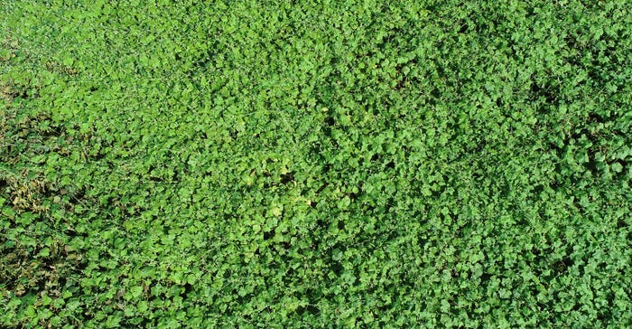 aerial image of burr cucumber in soybean field 