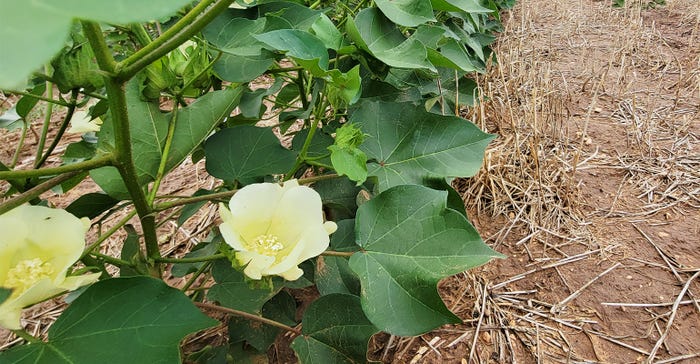 swfp-shelley-huguley-irrigated-bloom-cotton-22.jpg