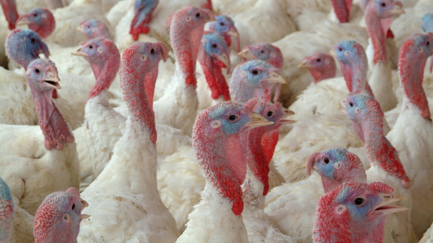 lot of young turkeys lot of young turkeys