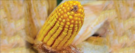 epa_approves_new_syngenta_trait_stack_aboveground_corn_insect_control_1_636105926736483569.jpg