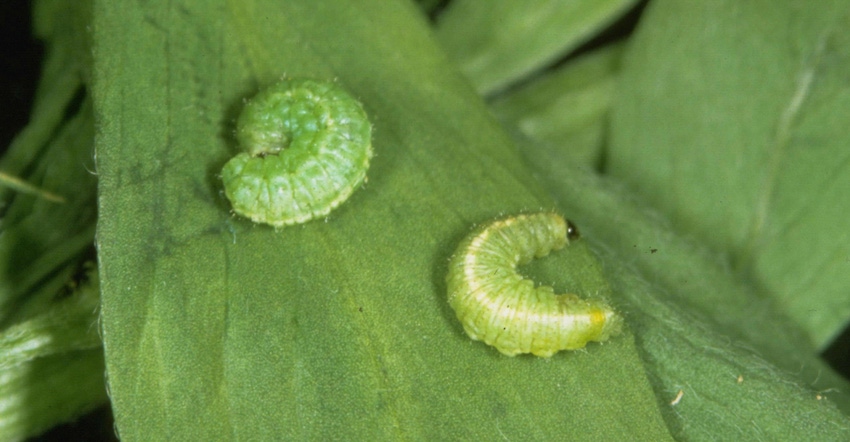Larvae of the alfalfa weevil 