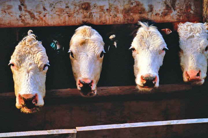 Killing cattle softly: slaughterhouse or gun? | Farm Progress