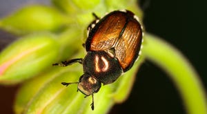 WFP-ARS-japanese-beetle.jpg