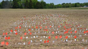  A cornfield with various colored flags
