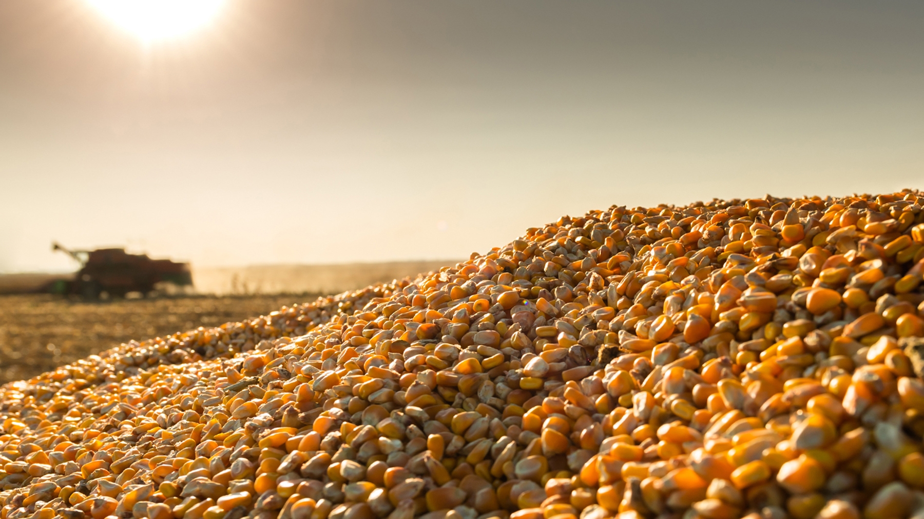 More corn grown in U.S. this year than ever before. Thanks, biofuels.