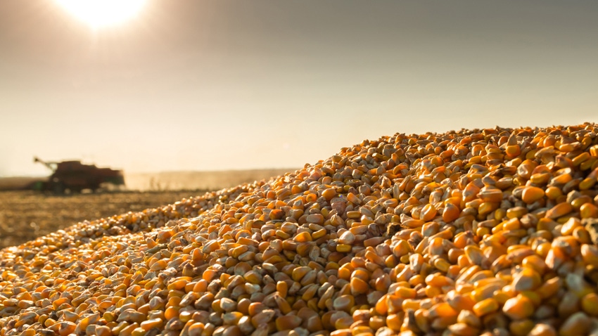 Corn in trailer with combine running in background